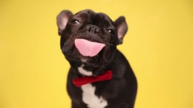 Muhteşem Fransız bulldog köpeği oturuyor, kırmızı papyon takıyor ve sarı arka plandaki camları yalıyor.