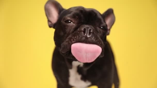 Schöne Französische Bulldogge Leckt Das Glas Vor Sich Und Steht — Stockvideo