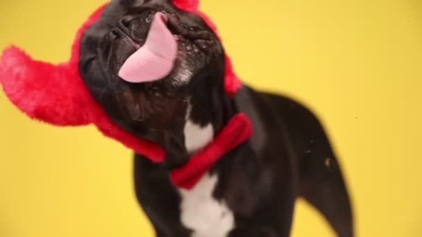 Small French Bulldog Dog Standing Yellow Background Wearing Devil Horns — Stock Video