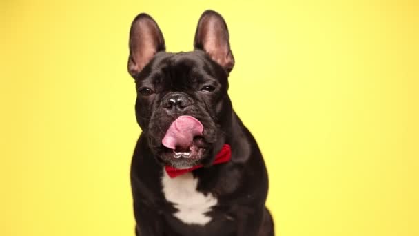 Niedliche Kleine Französische Bulldogge Sitzt Trägt Eine Rote Fliege Leckt — Stockvideo