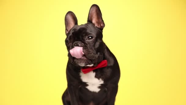 优雅的法国斗牛犬正坐在黄色的背景下 头戴红色的领带 从侧面舔他的嘴 然后站起来离开相机 — 图库视频影像
