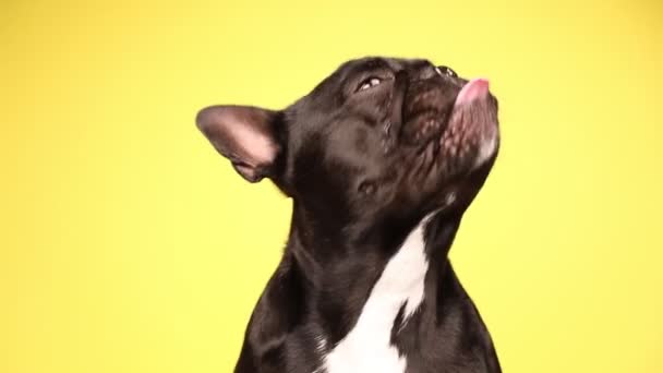 Little French Bulldog Dog Sitting His Head His Back Licking — Stock Video