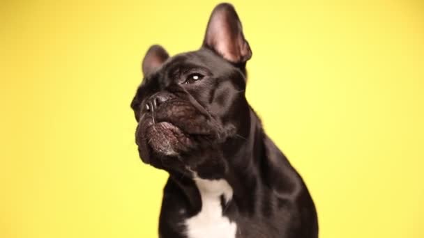 Pequeño Perro Bulldog Francés Está Sentado Sobre Fondo Amarillo Lamiendo — Vídeo de stock