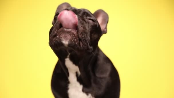 可爱的法国斗牛犬看着摄像机 舔着嘴 把头靠在黄色的背景上 — 图库视频影像