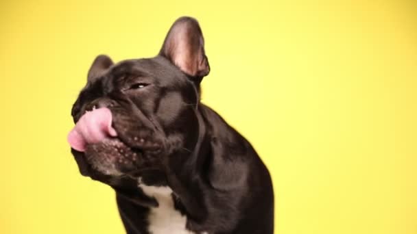 Franse Bulldog Hond Likt Zijn Mond Het Verhogen Van Zijn — Stockvideo