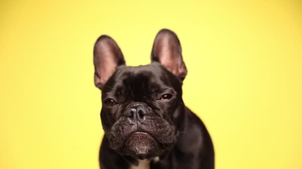 Pequeno Buldogue Francês Cão Está Sentado Levantando Lentamente Cabeça Enquanto — Vídeo de Stock