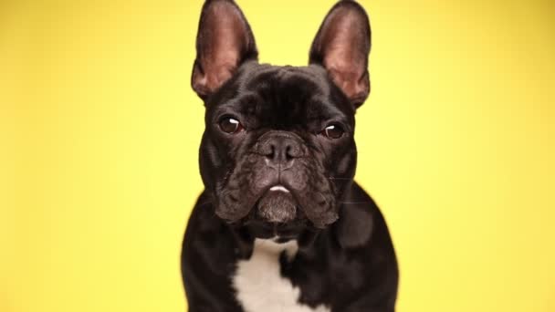 Pequeño Perro Bulldog Francés Adorable Está Sentado Mirando Cámara Girando — Vídeo de stock