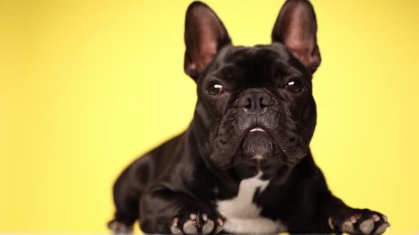 Französische Bulldogge Legt Sich Hin Und Schaut Mit Scharfen Augen — Stockvideo