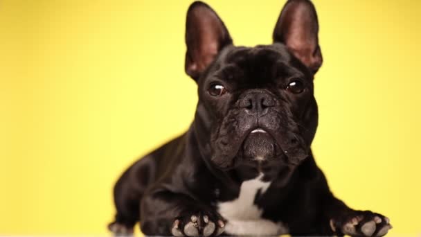 Buldogue Francês Cão Está Deitado Olhando Para Longe Com Olhos — Vídeo de Stock