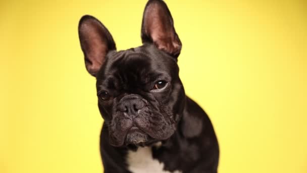Lindo Perro Bulldog Francés Está Sentado Sobre Fondo Amarillo Mirando — Vídeos de Stock