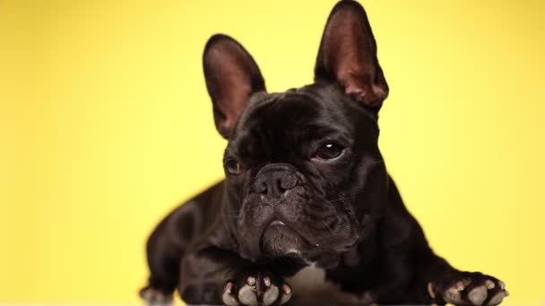 Belo Buldogue Francês Cão Está Olhando Para Longe Com Rosto — Vídeo de Stock