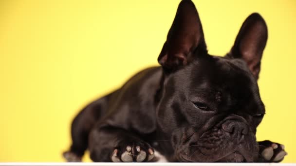 Bedårande Fransk Bulldog Liggande Ner Vilar Huvudet Golvet Blundar Och — Stockvideo