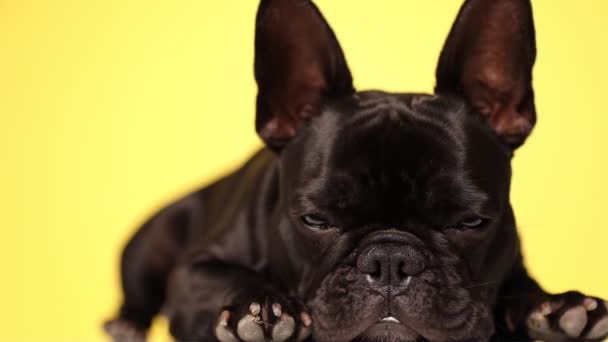 Lindo Perro Bulldog Francés Acostado Sobre Fondo Amarillo Parpadeando Lentamente — Vídeos de Stock