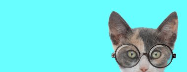 Genç inek metis kedi yüzünü kameradan saklıyor, mavi arka planda gözlük takıyor.