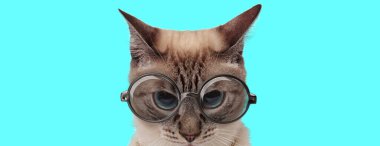 Genç kızgın gözlüklü kedi mavi arka planda çılgın gözlerle kameraya bakıyor.