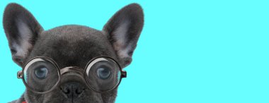 Genç, tapılası Fransız Bulldog gözlüklü ve mavi arka plandaki kameraya bakıyor.