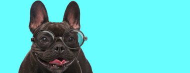 İnek Fransız Bulldog köpeği duruyor, dilini çıkarıyor ve mavi arka planda gözlük takıyor.