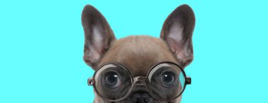 Genç Fransız Bulldog 'u yarı çıplak, mavi arka planda gözlük takıyor.