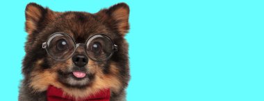 sevimli komik Pomeranian köpekleri gözlüklü kırmızı papyon takıyor, mavi arka planda dilini çıkarıyor.