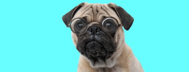 İnek, sevimli Pug köpeği oturuyor, gözlük takıyor ve mavi arka plandaki kameraya bakıyor.