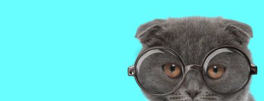 Sevimli utangaç İskoç kedisi yüzünü kameradan gizliyor, gözlük takıyor ve mavi arka plandaki kameraya bakıyor.