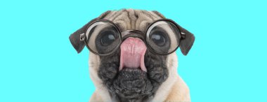 Şirin inek Pug köpeği etrafta dolanıyor, burnunu yalıyor, gözlük takıyor ve mavi arka planda oturuyor.