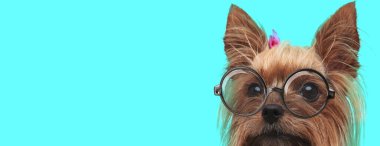Yüzü yarı saklanmış, mavi arka planda gözlüklü saç bandı takan sevimli inek Yorkshire Terrier köpeği.