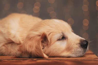 Tatlı Golden Retriever köpeği başını eğip yan tarafa bakıyor, ahşap zeminde uyumaya çalışıyor.