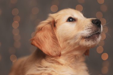 Tatlı Golden Retriever yavrusu yukarı bakıyor ve arka plan ışıklarına uzanıyor.