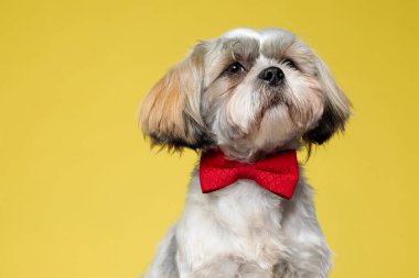Shih Tzu köpeğinin sarı stüdyo arka planında papyon taktığını merak ediyorum.