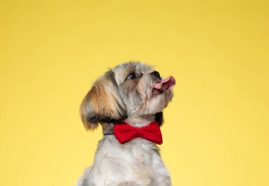 Lovely Shih Tzu puppy begging, licking and wearing bowtie while looking away on yellow studio background clipart