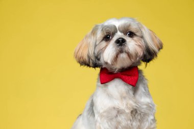 Saygılı Shih Tzu köpek yavrusu sarı stüdyo arka planına odaklanmış ve papyon takıyor.