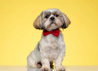 Confident Shih Tzu puppy looking forward and wearing bowtie, sitting on yellow studio background clipart