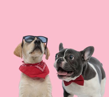 Labrador Retriever ve Fransız Bulldog takımı pembe arka planda güneş gözlüğü, papyon ve güneş gözlüğü takıyor.