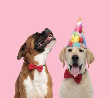 Boksör ve labrador retriever takımı pembe arka planda papyon takıyor.
