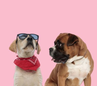 Labrador Retriever takımı ve güneş gözlüğü takan boksör ve kırmızı bandana soluyan ve pembe arka planda dilini dışarı çıkaran.