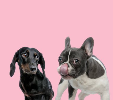 Tekkel dachshund ve Fransız bulldog takımı pembe arka planda burun yalıyor.