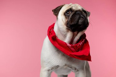Kırmızı bir bandana takmış, sarı arka planı merak ederken başını çevirmiş duran sevimli pug köpeği.