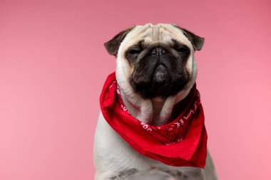 Güzel köpek kırmızı bir bandana takıyor, pembe arka planda duruyor ve pembe arka planda uykulu gözlerini kapatıyor.