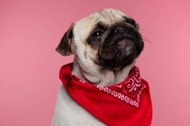 tapılası köpek oturuyor ve alçakgönüllü gözlerle bakıyor ve pembe arka planda kırmızı bir bandana takıyor.