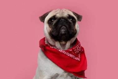 Köpek yavrusu kürklü ve kırmızı bandanalı şirin paspas köpekleri pembe arka planda aldırış etmeden oturuyor ve başka tarafa bakıyor.