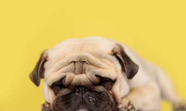 Tembel köpek başı yerde uzanmış, sarı arka planda uyuyor.