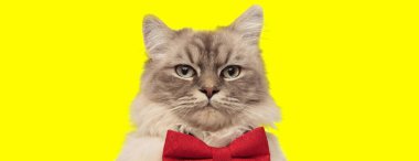 Sarı arka planda kırmızı papyon takan sevimli ev kedisi.