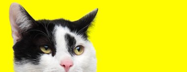 Sıkıcı ev kedisi sarı stüdyo geçmişine bakıyor.