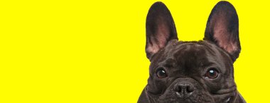 Odaklanmış Fransız Bulldog yavrusu ilginç bir şekilde sarı stüdyo geçmişini bekliyor.