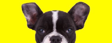 Sıkıcı Fransız Bulldog yavrusu sarı stüdyo geçmişini dört gözle bekliyor.