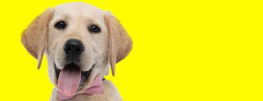 Mutlu altın Labrador Retriever gülümsemesi ve nefes nefese sarı stüdyo arka planında papyon takıyor.