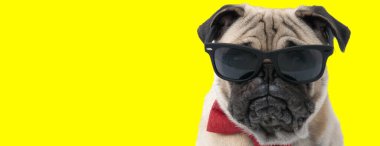 Güneş gözlüğü ve papyon takan rahatsız Pug, sarı stüdyo geçmişini dört gözle bekliyor.