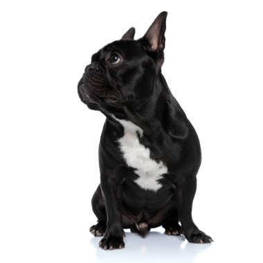 Saygılı Fransız Bulldog köpeği kenara bakıyor ve beyaz stüdyo arka planında oturuyor.
