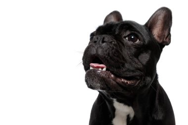 Heyecanlı Fransız Bulldog köpek yavrusu beyaz stüdyo arka planında nefes nefese